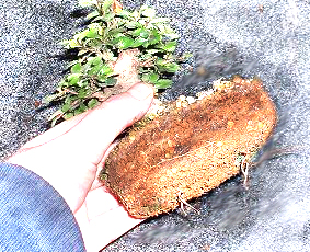 Bonsai Repotting