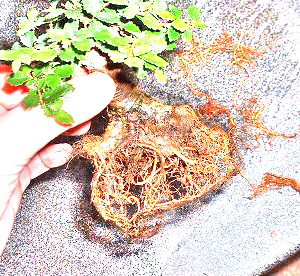 Bonsai Repotting Bonsai Repotting
