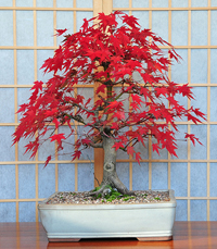 Maple Bonsai Tree on Japanese Maple Bonsai3 Japanese Maple Bonsai Tree