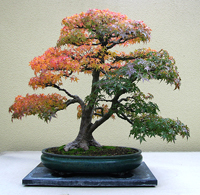 Japanese Maple Bonsai Tree