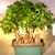 Chinese Bonsai