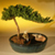 Chinese Bonsai