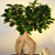 Chinese Bonsai