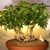 Chinese Bonsai