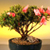 Chinese Bonsai