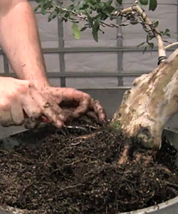 bonsai repotting Bonsai Tree Repotting Step by Step