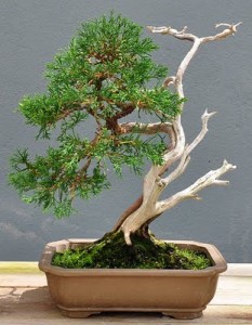 bonsai watering 233x300 Bonsai Tree Watering
