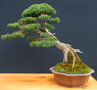 golden cypress bonsai