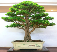 barbados cherry bonsai5 Barbados Cherry Bonsai Tree