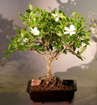 Gardenia Bonsai on Gardenia Bonsai Tree1 Gardenia Bonsai Tree