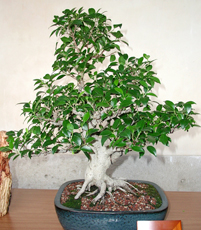 Bonsai Styles on Ginseng Ficus Bonsai2 Ginseng Ficus Bonsai Tree