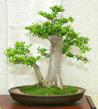 neea_bonsai4 neea bonsai4 Neea Bonsai Tree