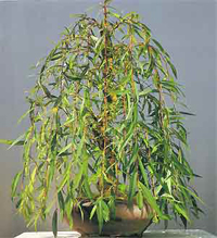 Ficus Bonsai Tree on Weeping Willow Bonsai2 Weeping Willow Bonsai Tree
