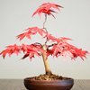 bonsai fertilizing small Chinese Bonsai Garden