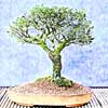 bonsai repotting small Chinese Bonsai Garden