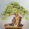 bonsai rules web2 Chinese Bonsai Garden