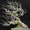 bonsai types web2 Chinese Bonsai Garden