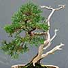 bonsai watering small Chinese Bonsai Garden
