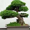 chinese bonsai web Chinese Bonsai Garden