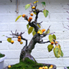 repotting mistakes small Chinese Bonsai Garden