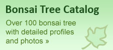 bonsai_banner1a bonsai banner1a How To Grow and Care For Bonsai Tree