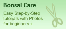 bonsai_banner2a bonsai banner2a How To Grow and Care For Bonsai Tree