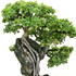 Chinese Elm Bonsai Tree