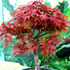 Japanese Maple Bonsai Tree
