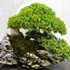 Juniper Bonsai Tree