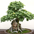 Trindent Maple Bonsai Tree