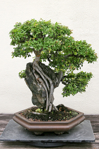 Chinese Elm Bonsai Tree