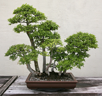 Chinese Elm Bonsai Tree