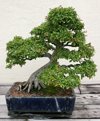 Chinese Elm Bonsai Tree