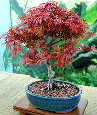 Japanese Maple Bonsai Tree