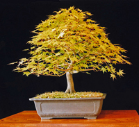 Japanese Maple Bonsai Tree