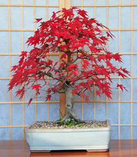 Japanese Maple Bonsai Tree Japanese Maple Bonsai Tree