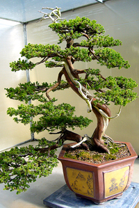 Juniper Bonsai Tree