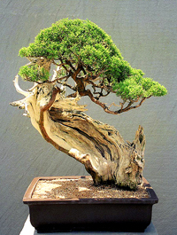 Juniper Bonsai Tree