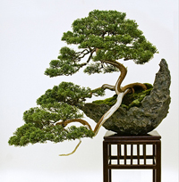 Juniper Bonsai Tree