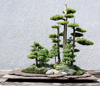 Juniper Bonsai Tree Juniper Bonsai Tree