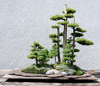 Juniper Bonsai Tree