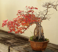 Trident Maple Bonsai Tree