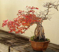 Trident Maple Bonsai Tree Trident Maple Bonsai Tree