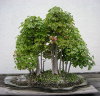Trident Maple Bonsai Tree Trident Maple Bonsai Tree