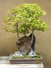 Trident Maple Bonsai Tree Trident Maple Bonsai Tree
