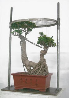 Chinese Bonsai Tree