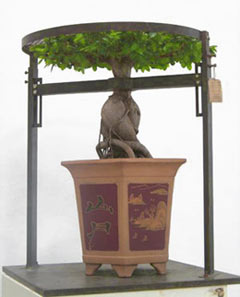 Chinese Bonsai Tree