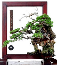 Chinese Bonsai Tree