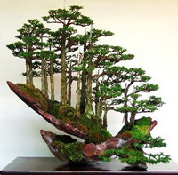 Chinese Bonsai Tree