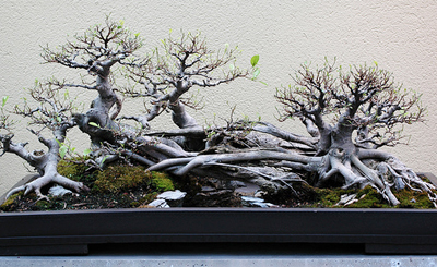 Chinese Bonsai Tree